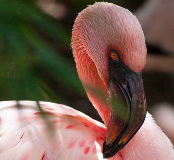 The Ultimate Secrets Of Zoo