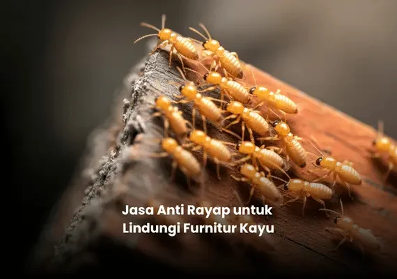 Jasa Anti Rayap untuk Lindungi Furnitur Kayu